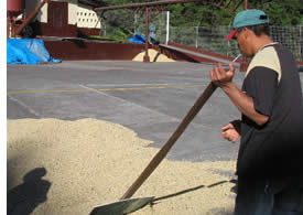 Drying the coffee in a coffee factory in Boquete